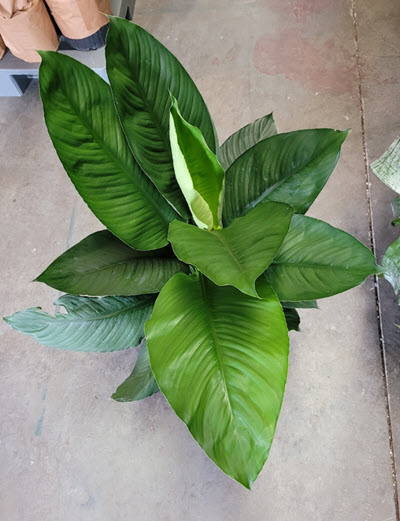 8" Spathiphyllum Sensation Peace Lily